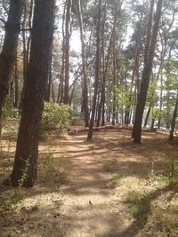 Trees growing in forest