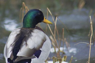 Close-up of duck in lake