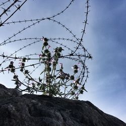 Low angle view of flowering plant against sky