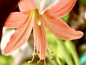 Close-up of day lily