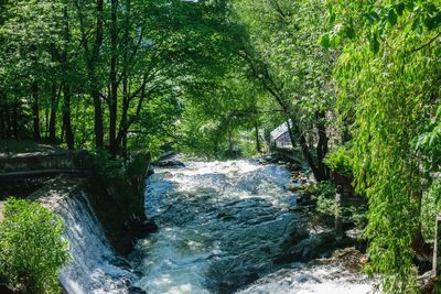Stream flowing amidst trees in forest