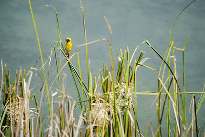 Bird perching on grass against lake