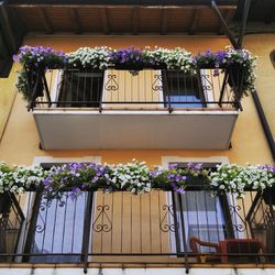 Potted plants on balcony