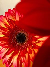 Close-up of red daisy flower