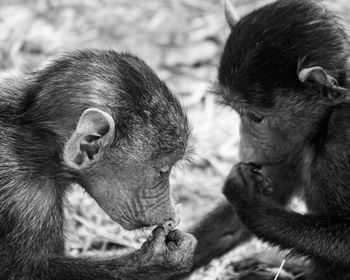 Close-up of a monkey