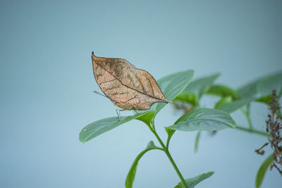 Close-up of butterfly on dry leaf against clear sky