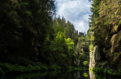 Scenic view of river amidst trees against sky