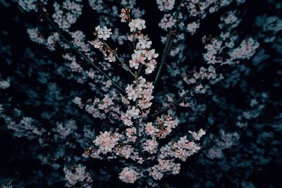 Close-up of flowers on tree