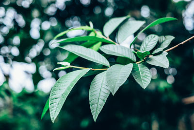 Close-up of plant against blurred background