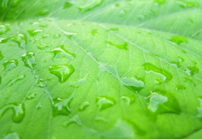 Close-up of raindrops on leaves