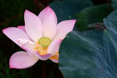 Close-up of lotus water lily in pond