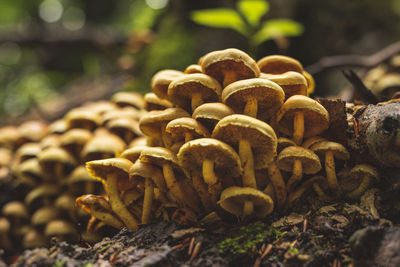 Big group of flammulina velutipes mushrooms growing next to dead tree trunk in forest