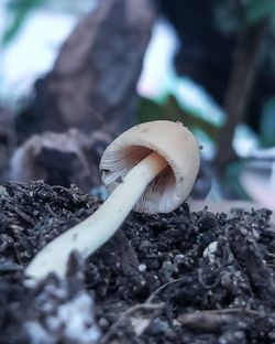 Close-up of mushroom growing on ground