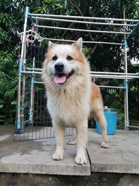 Portrait of dog standing against fence