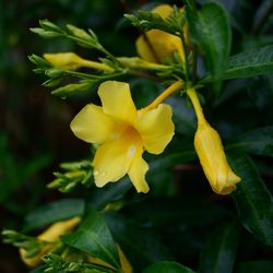 Close-up of yellow flowering plant