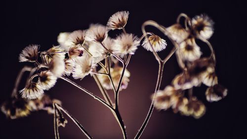 Close-up of white flowers