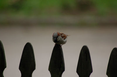 Close-up of insect perching on leaf