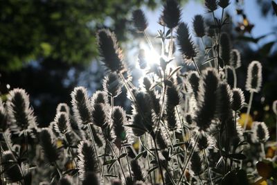 Close-up of plants growing on field against sky