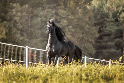 Horse in a field