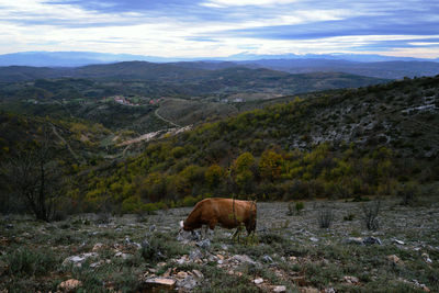 Horse standing on landscape against mountain range