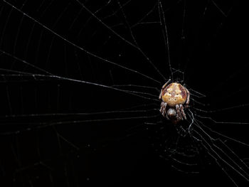 Close-up of spider on web against black background