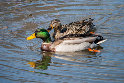 Duck swimming in lake