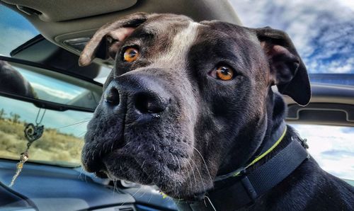 Close-up portrait of dog in car