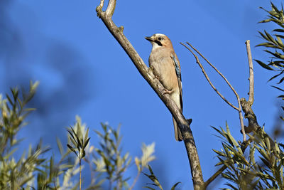 Low angle view of bird perching on branch against blue sky