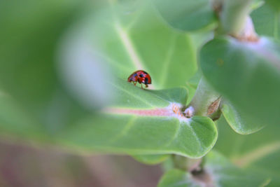 Close-up of ladybug on plant