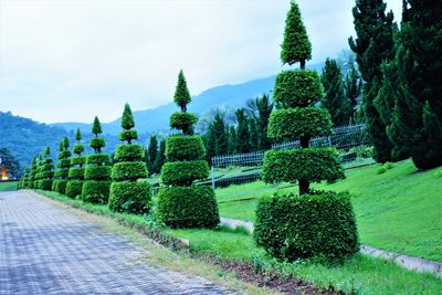 Panoramic view of trees and plants against sky