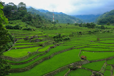 Scenic view of agricultural field