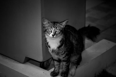 Portrait of cat sitting against wall at home