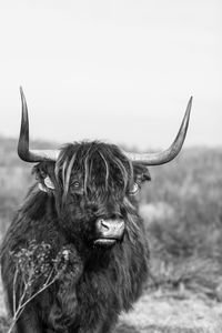 Close-up of highland cattle