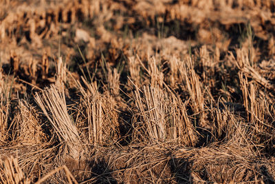 Close-up of crops on field