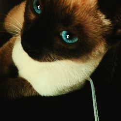 Close-up portrait of cat