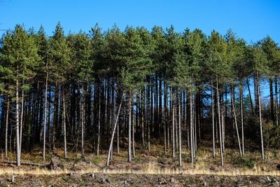 Low angle view of pine trees in forest against sky