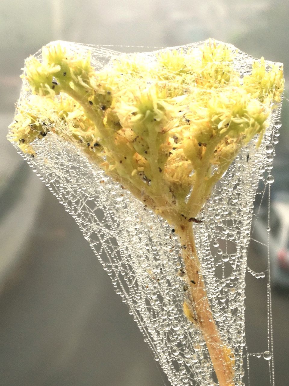 CLOSE-UP OF WHITE ROSE ON YELLOW FLOWER