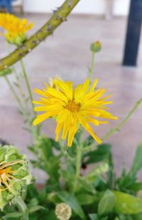 Close-up of yellow flowering plant