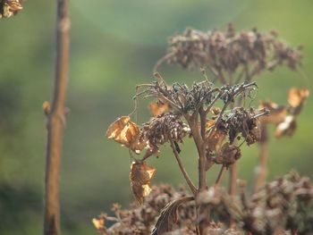 Close-up of wilted flower on field