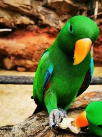 Close-up of parrot perching