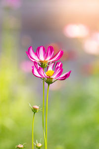 Pink cosmos flowers in the garden and summer morning light.