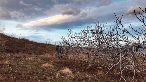 Bare tree on landscape against sky