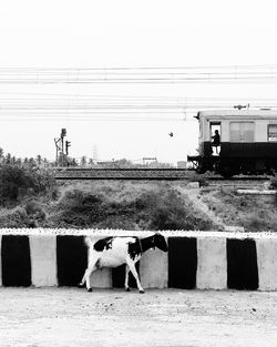 View of dog against built structure