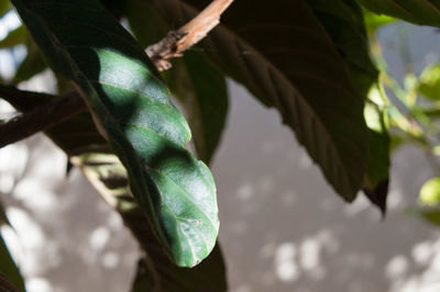Close-up of fresh green leaves