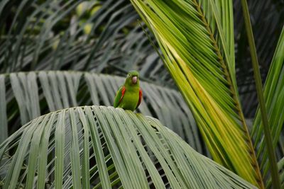 Bird perching on a plant