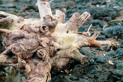 Close-up of driftwood on tree trunk