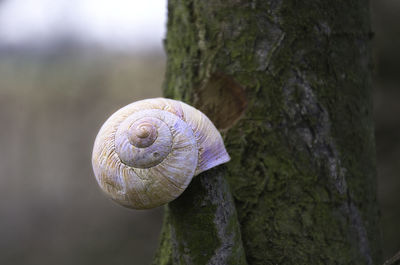 Close-up of snail on tree trunk