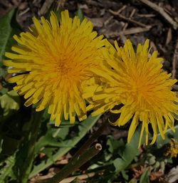 Close-up of yellow flower