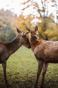 Deer standing on field