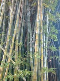 Full frame shot of tree trunk